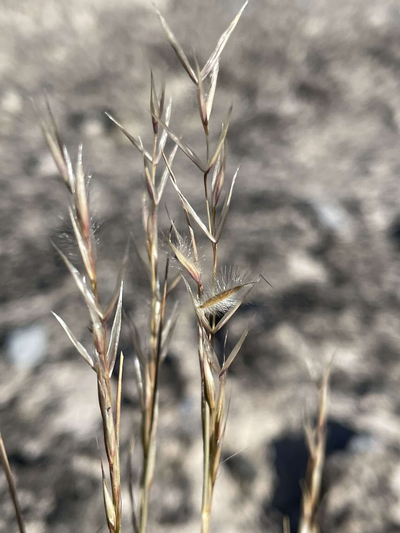 Image of Webber needlegrass