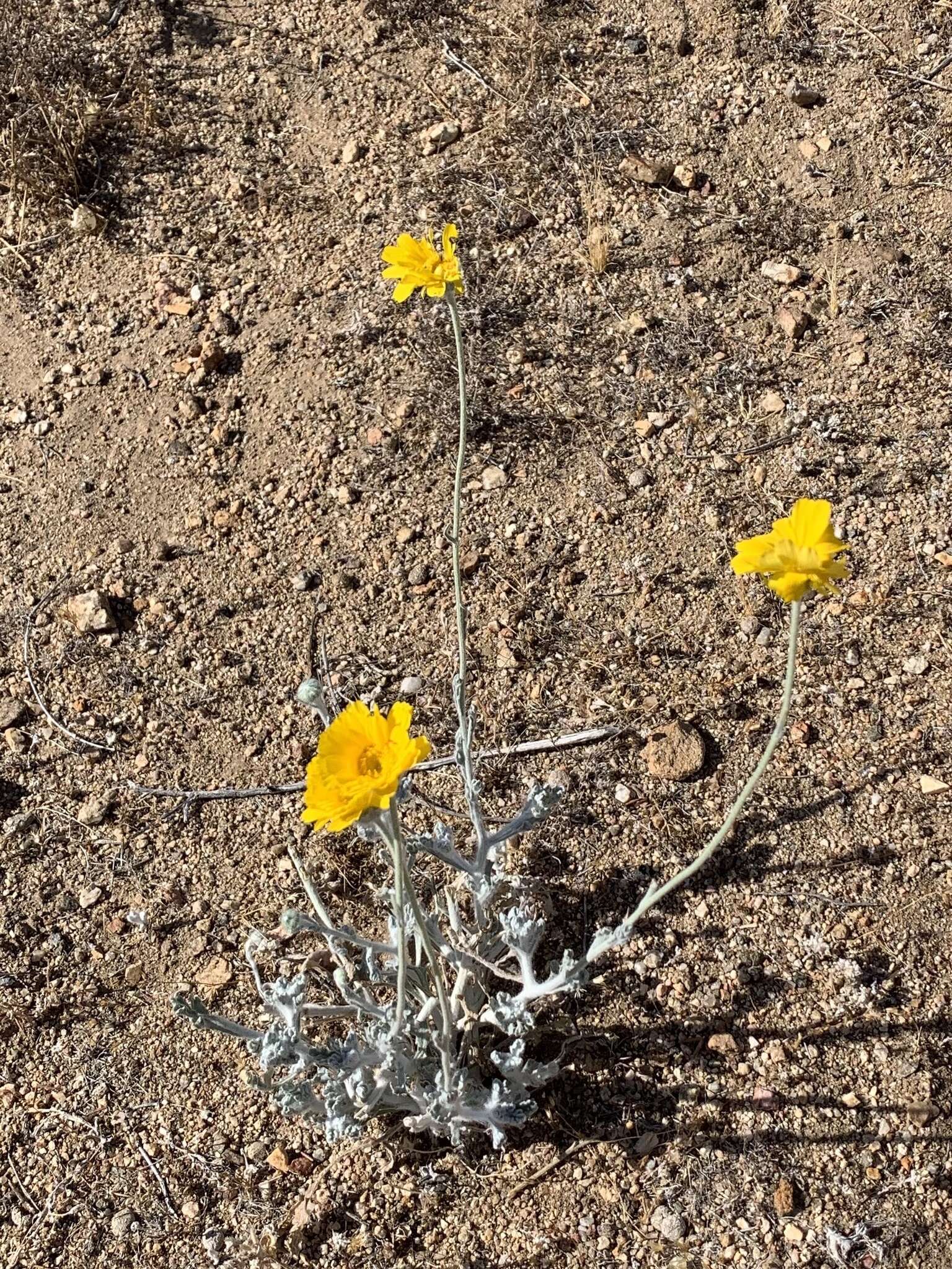 Image of woolly desert marigold