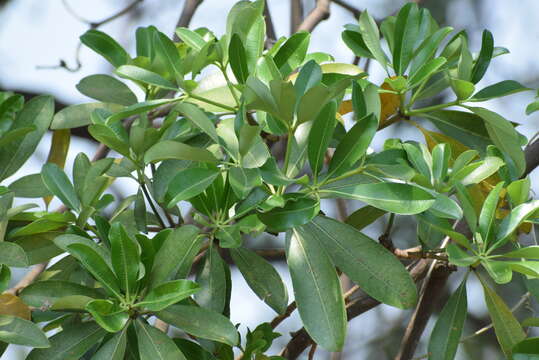 Plancia ëd Alstonia scholaris (L.) R. Br.