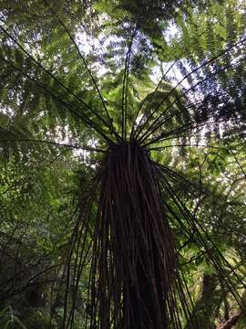 Image of Tree Fern Soft