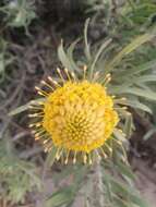 Image de Leucospermum tomentosum (Thunb.) R. Br.