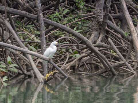 Image of Egretta thula thula (Molina 1782)