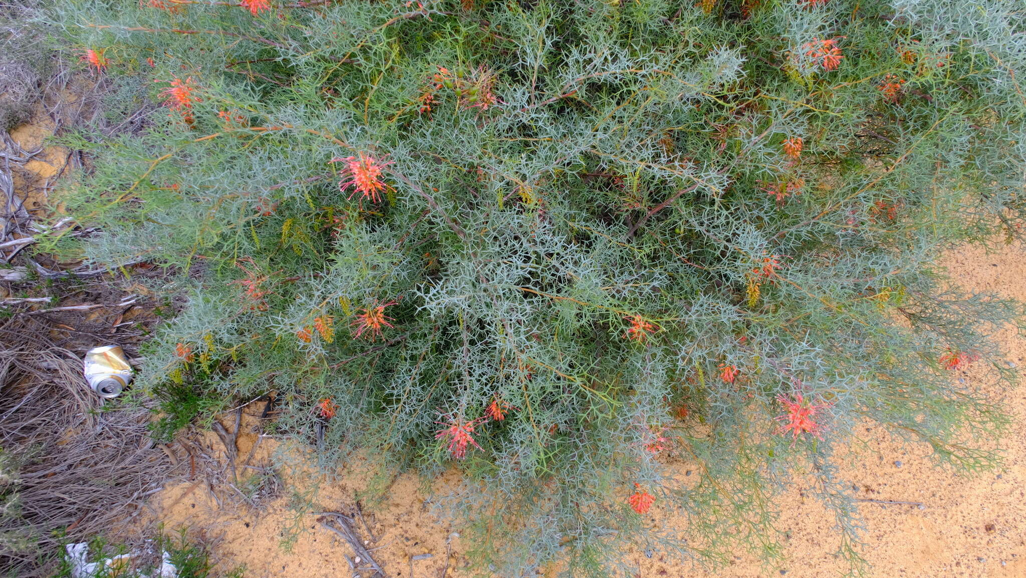 Image of Grevillea dielsiana C. A. Gardner