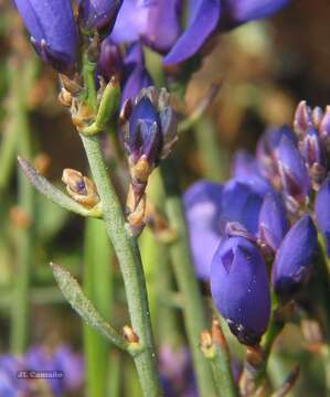 Image of Polygala microphylla L.