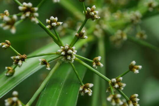 Imagem de Scirpus ternatanus Reinw. ex Miq.