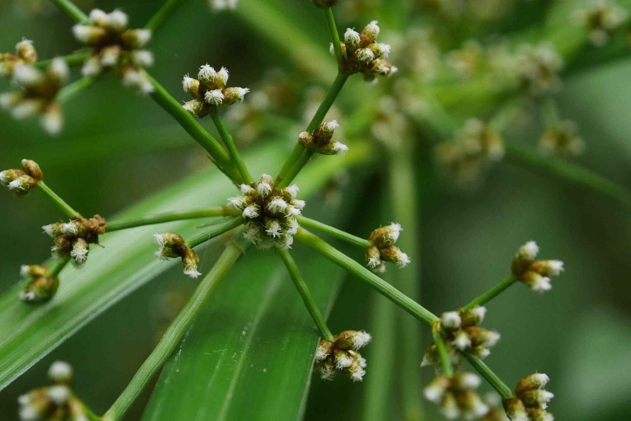 Plancia ëd Scirpus ternatanus Reinw. ex Miq.