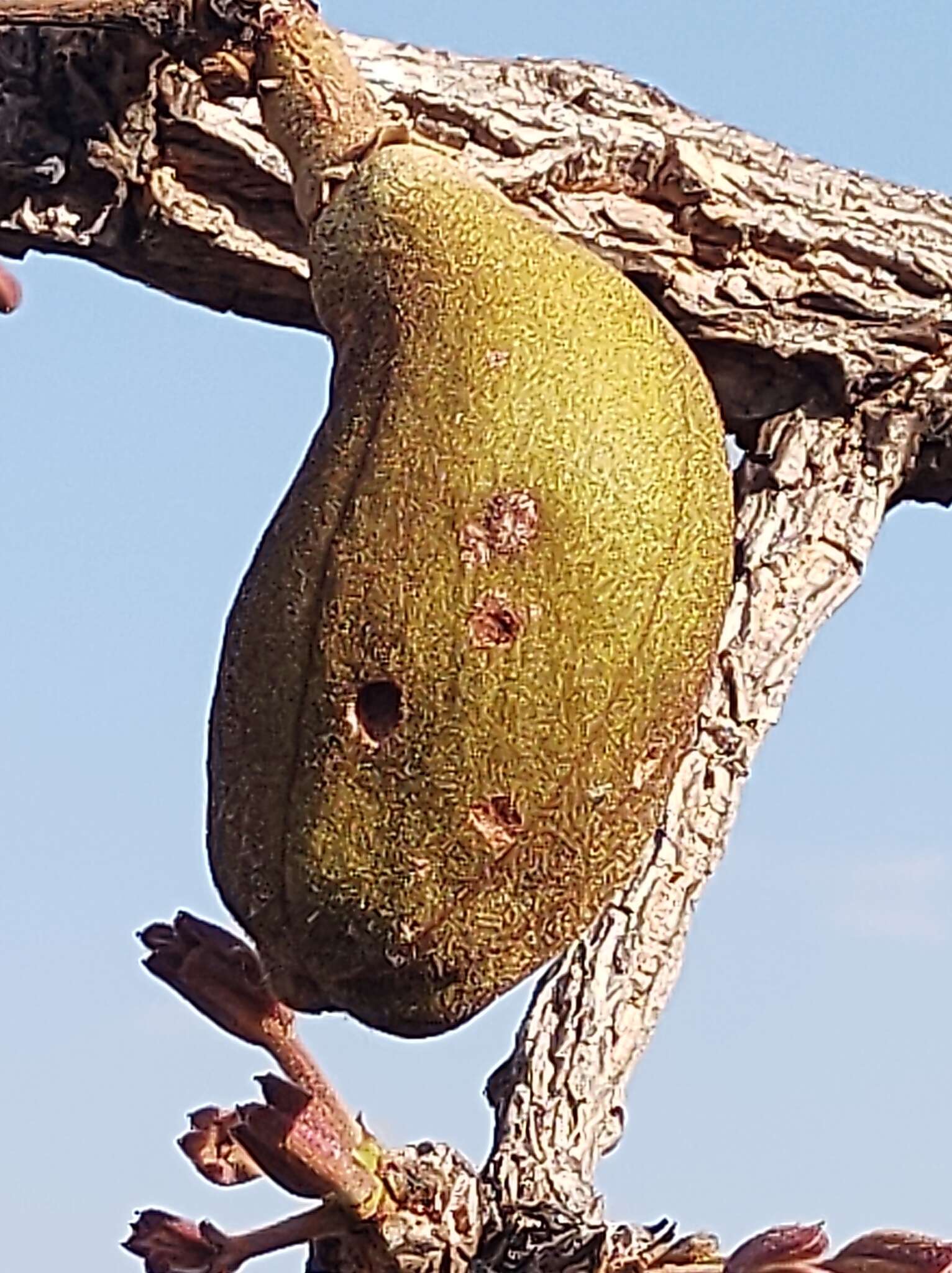 Eriotheca pubescens (Mart. & Zucc.) Schott & Endl. resmi