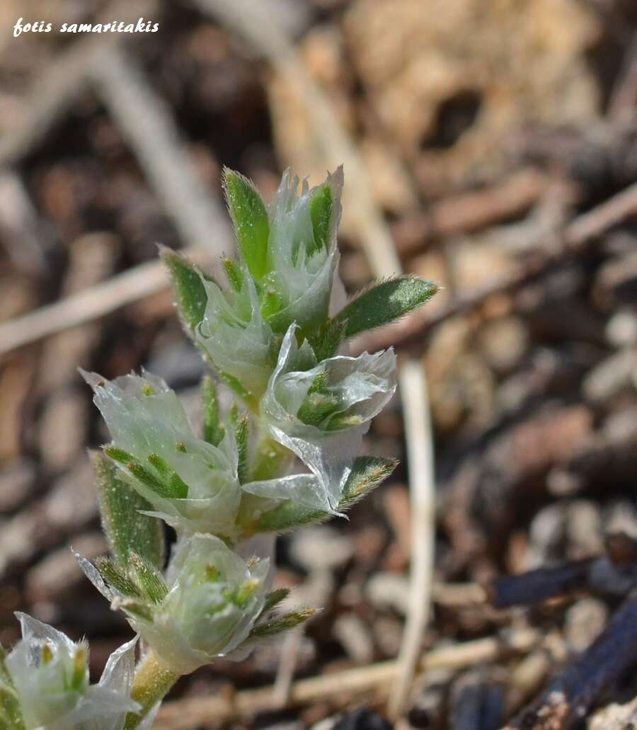 Image de Paronychia macrosepala Boiss.