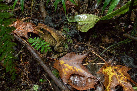 Слика од Incilius spiculatus (Mendelson 1997)