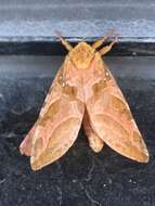 Image of Four-spotted Ghost Moth