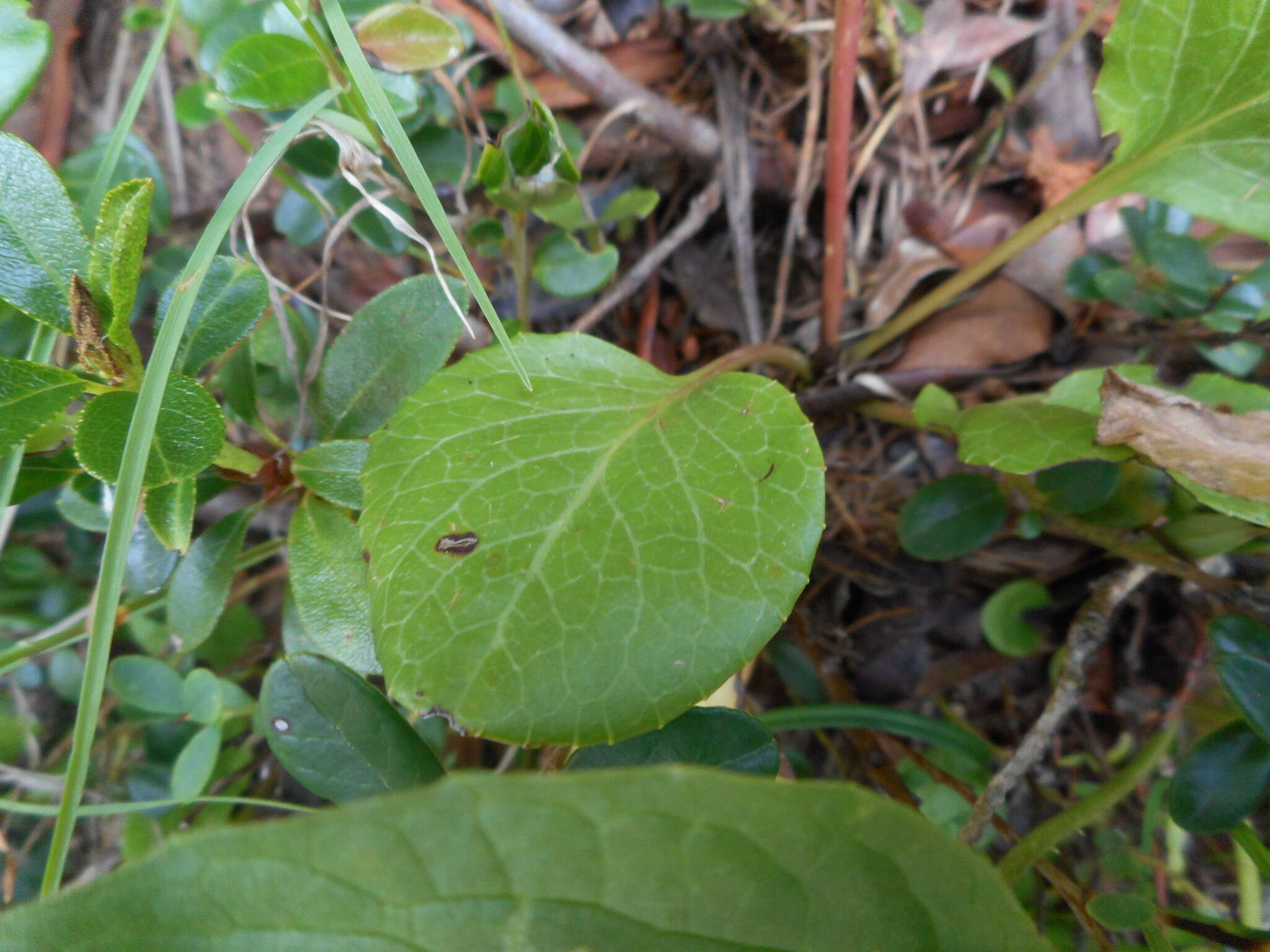 Plancia ëd Pyrola rotundifolia L.