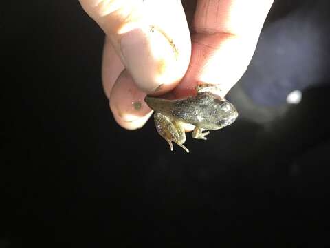 Image of Caucasian Parsley Frog