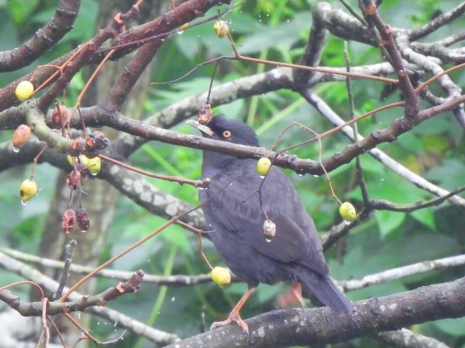 Imagem de Acridotheres cristatellus formosanus (Hartert 1912)