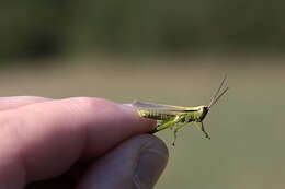 Plancia ëd Mecostethus parapleurus (Hagenbach 1822)