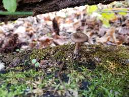 Image of Pseudoclitocybe