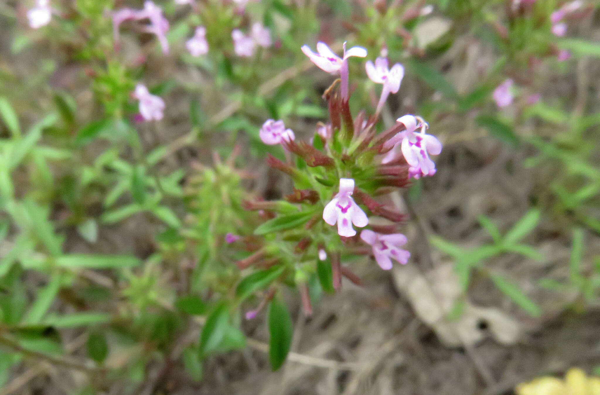 Image of slender false pennyroyal