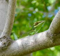 Слика од Anolis noblei Barbour & Shreve 1935