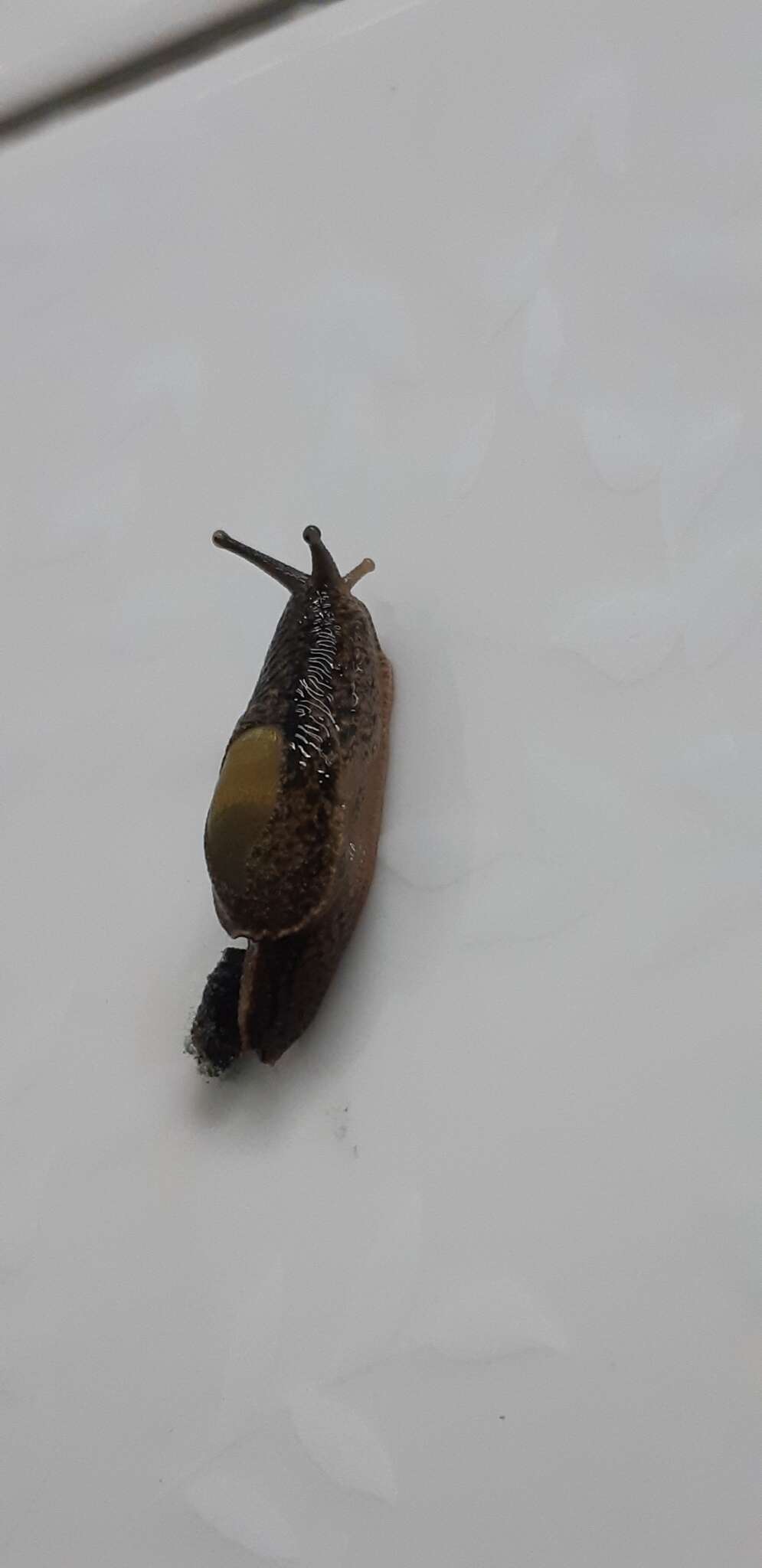 Image of Yellow-shelled semi-slugs