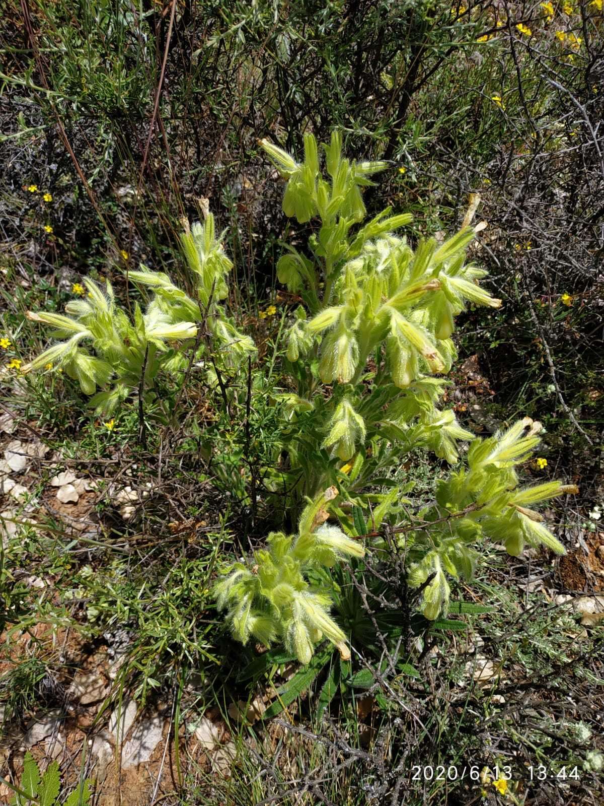 Слика од Onosma tricerosperma Lag.