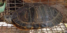 صورة Trachemys scripta scripta (Schoepff 1792)