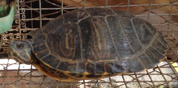 Image of yellow-bellied slider