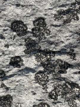 Image of blackthread lichen