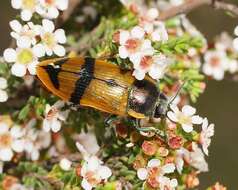 Image of Temognatha variabilis (Donovan 1805)