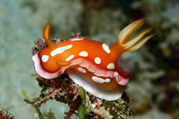 صورة Hypselodoris babai Gosliner & Behrens 2000