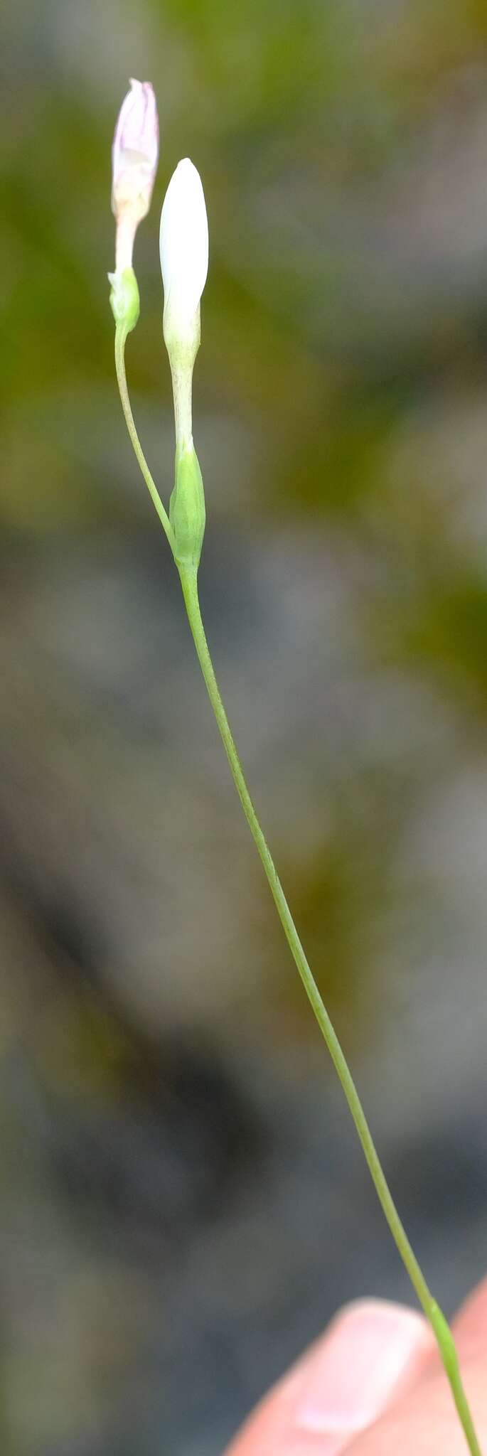 Image of Hesperantha cedarmontana Goldblatt