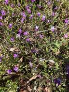 Image de Collinsia sparsiflora var. collina (Jepson) Newsom