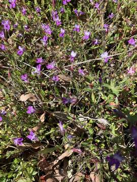 Image de Collinsia sparsiflora var. collina (Jepson) Newsom