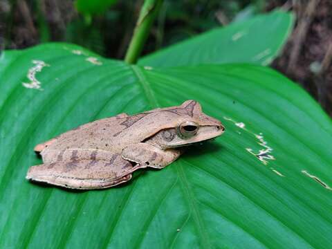 Image of Polypedates pseudocruciger Das & Ravichandran 1998