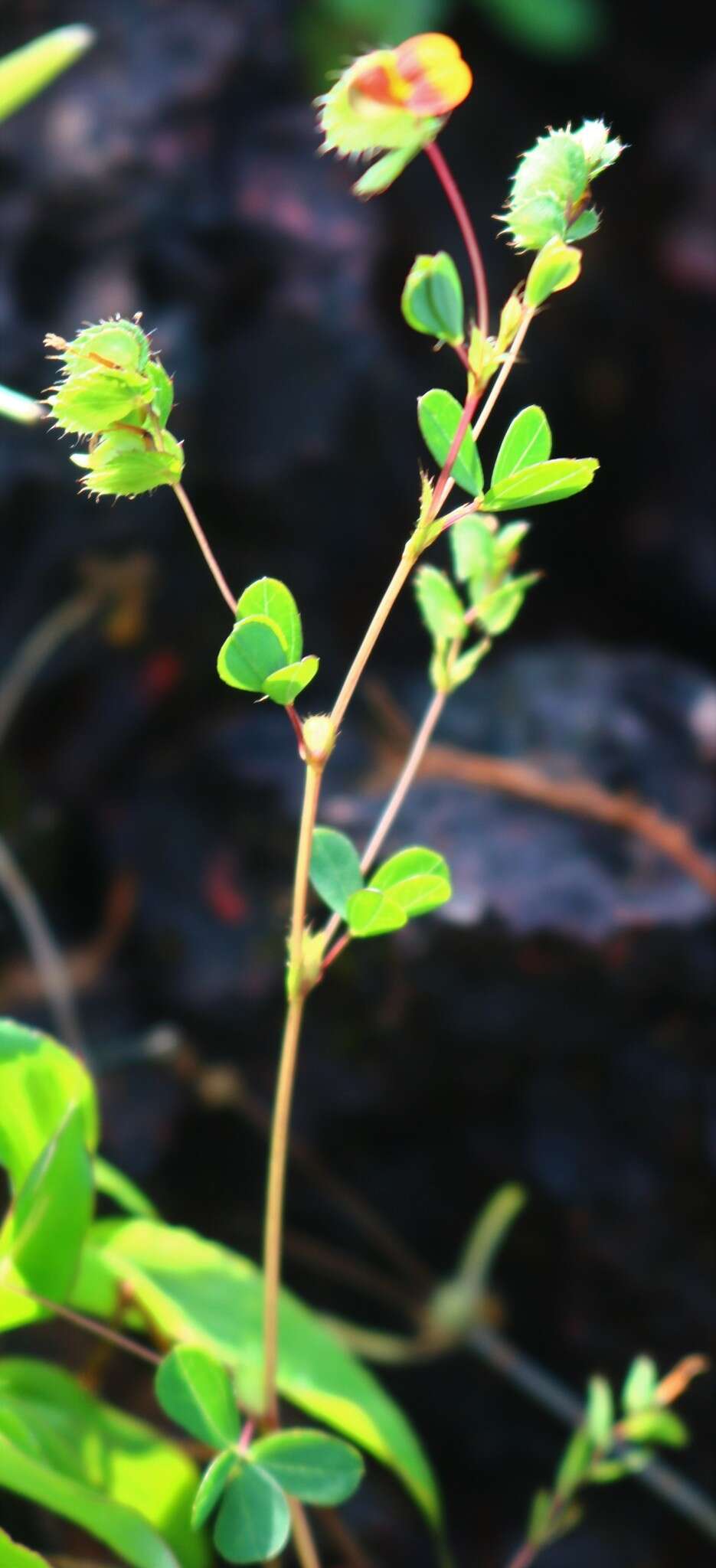 Image of Geissaspis cristata var. tenella