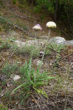 Image of Jurinea mollis (L.) Rchb.