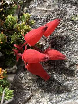 Image of Erica cameronii L. Bolus