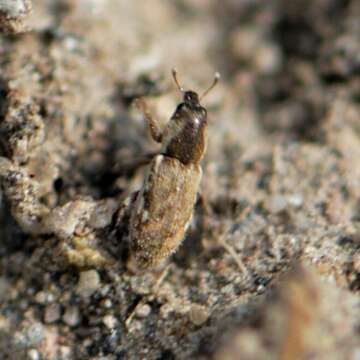 Image of Weevil