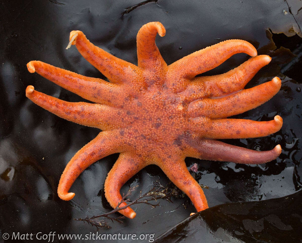 Image of Morning sun star