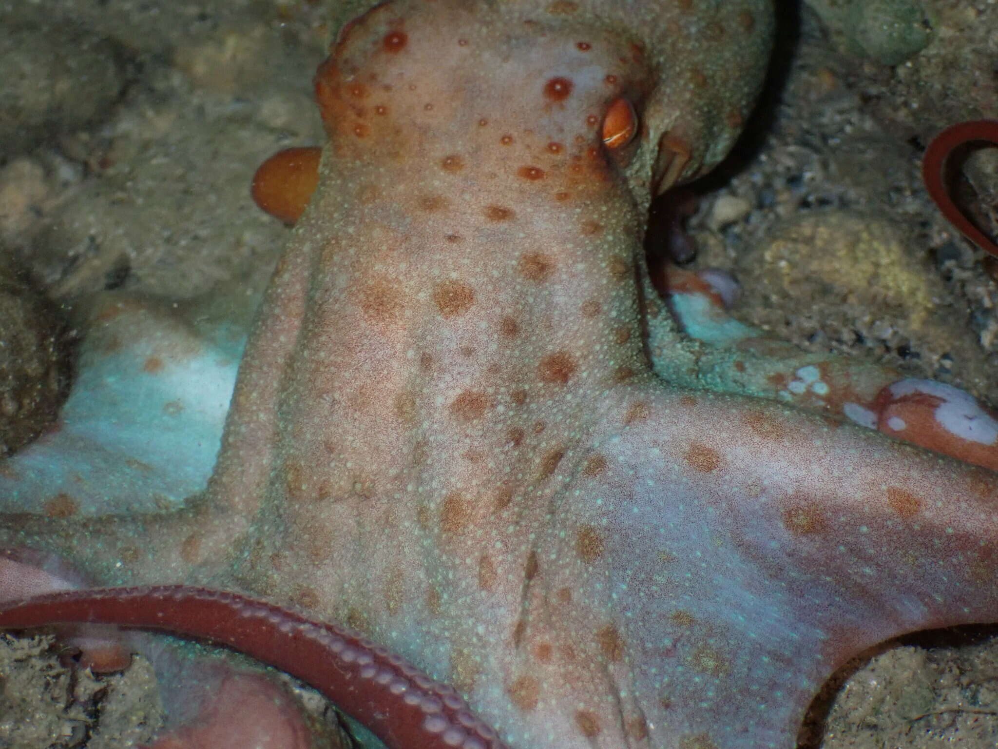 Image de Callistoctopus dierythraeus (Norman 1993)
