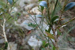 Image of Seseli longifolium subsp. longifolium