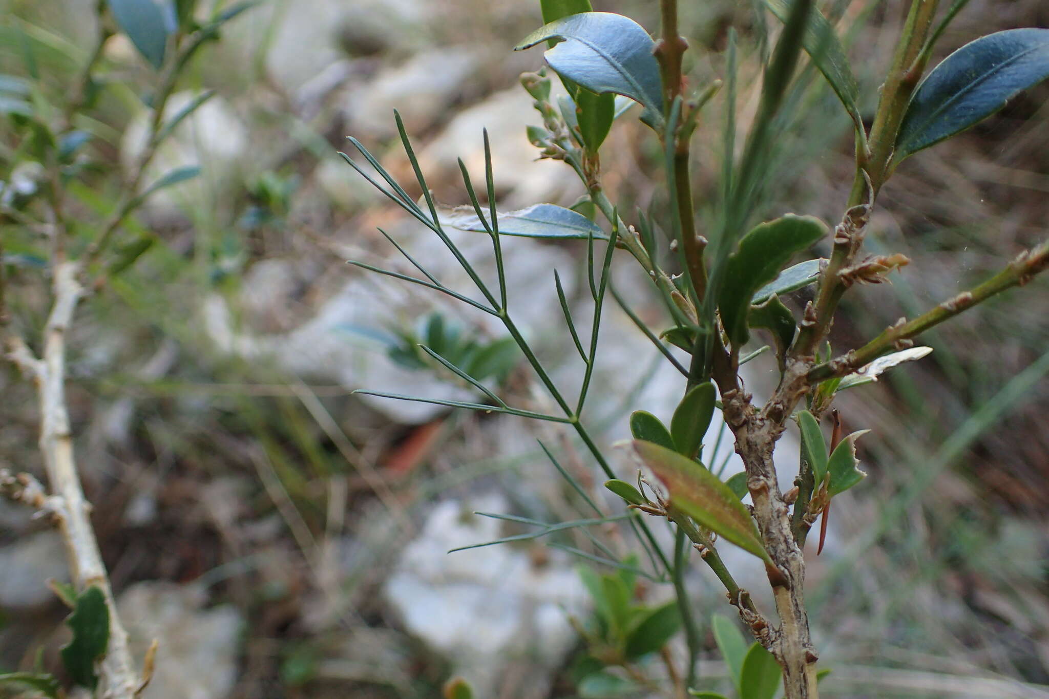 Imagem de Seseli longifolium subsp. longifolium