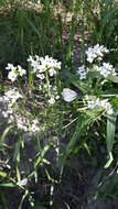 Image of Siberian horseradish