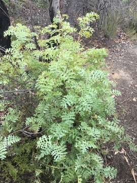 Image of Fuchsia grevillea