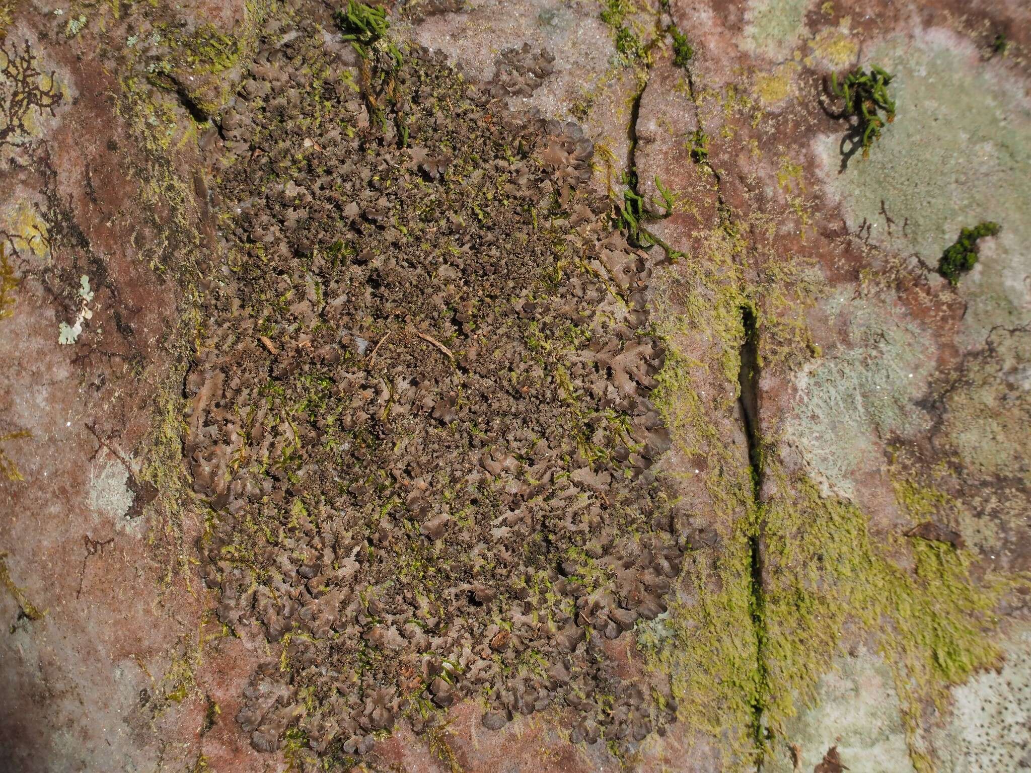 Image of Swiss kidney lichen