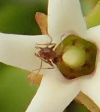 Image of Monomorium australe Emery 1886