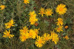 Image of Senecio breviscapus DC.