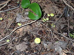 Image of Hygrocybe parvula (Peck) Murrill 1916