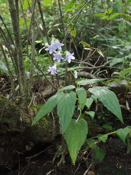 Imagem de Adenophora remotiflora (Siebold & Zucc.) Miq.