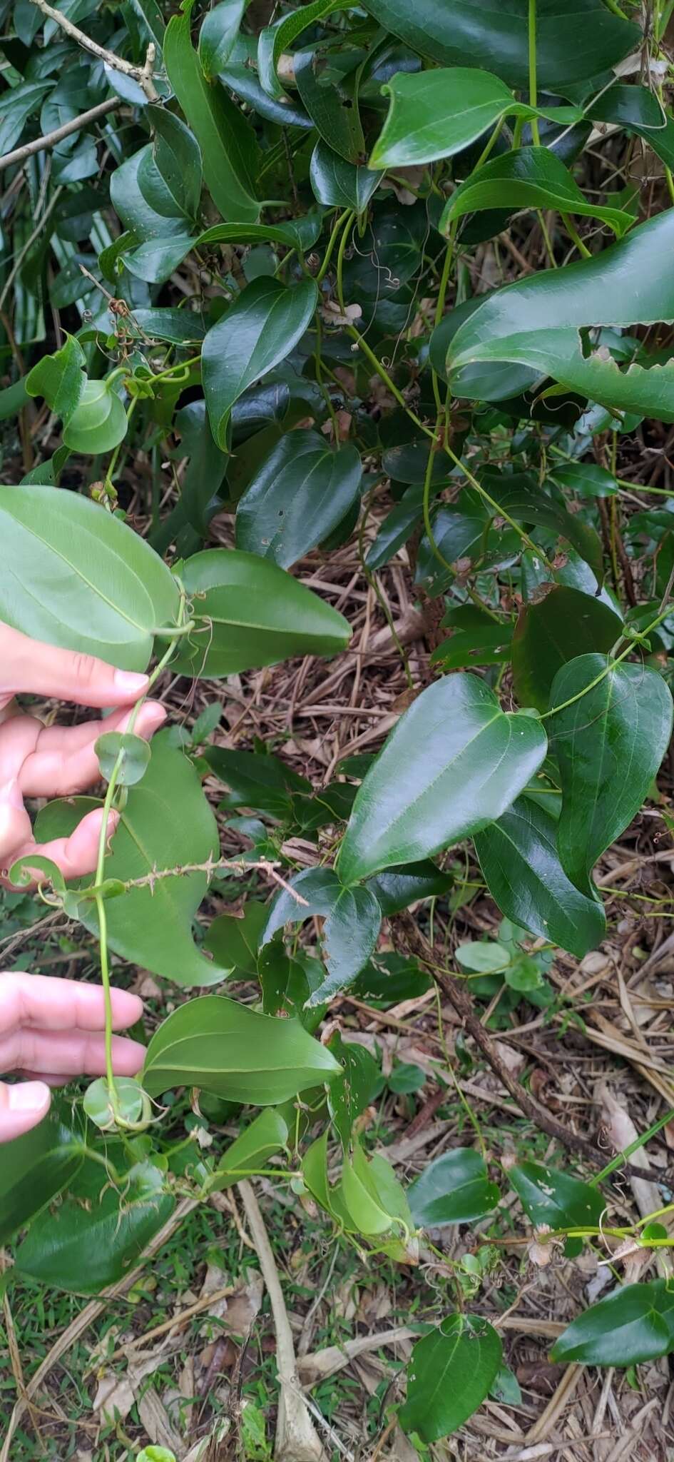 Image of Smilax ocreata A. DC.