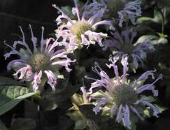 Image of wild bergamot