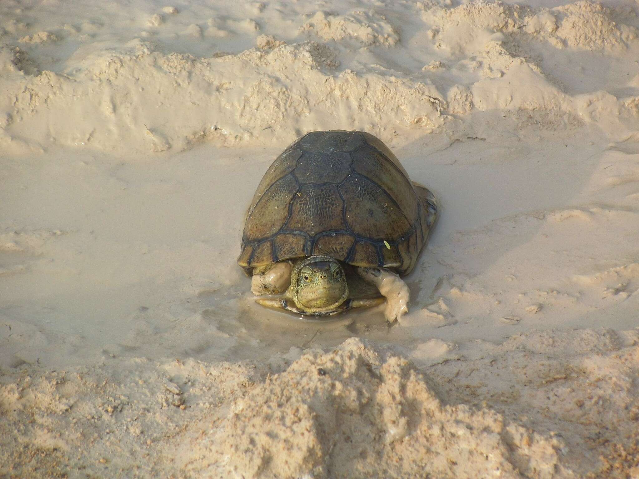 Image of Coahuilan box turtle